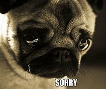 Image result for Sad Dog Face Meme