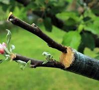 Image result for Grafting Old Apple Trees