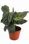 Image result for Identify House Plants