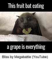 Image result for Bat Meme Funny