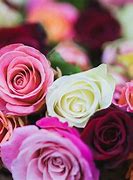 Image result for Color Flowers Images