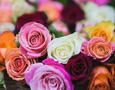 Image result for 2 Color Roses