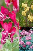 Image result for Dicentra Candy Hearts