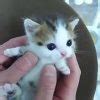 Image result for 91 Cutest Kittens