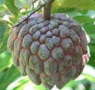 Image result for Sweet Sap Fruit