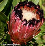 Image result for Black Protea