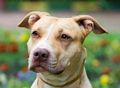 Image result for Pics of Pit Bulls