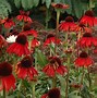Image result for Echinacea purpurea Firebird ®