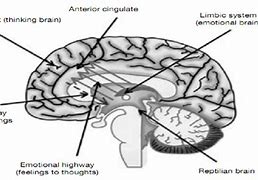 Image result for Triune Brain Theory