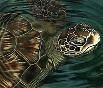 Image result for Sea Turtle Sketch