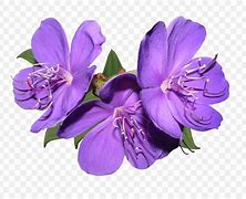 Image result for Royal Purple Flowers Without Background