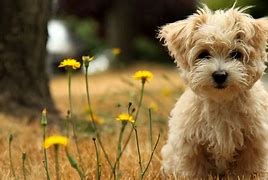 Image result for Cool Dog Pics
