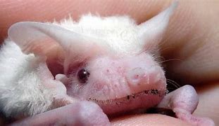 Image result for Typee of Bats Albino