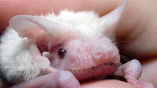 Image result for Pygmy Bat Albino