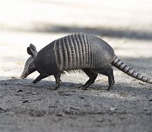 Image result for Grey Armadillo