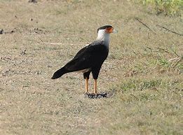 Image result for Caracara cheriway