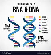 Image result for DNA and RNA Differences