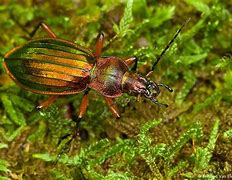 Image result for carabus_auronitens