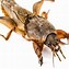 Image result for Mole Cricket