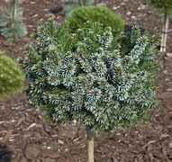 Picea omorika Kamenz に対する画像結果