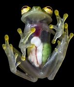 Image result for Invisible Frog