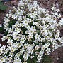 Image result for Saxifraga Grace Farwell