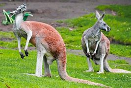 Image result for Red Kangaroo Habitat Zoo