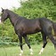 Image result for India Horse Breeds