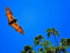 Image result for Hanging Fruit Bat