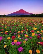 Image result for Yamanashi Japan Flowers