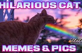 Image result for Fomo Cat Meme
