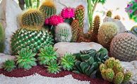 Image result for Cactus Garden Decorations