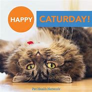 Image result for JPEG Images of Caturday