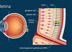 Image result for Rods Are the Nerve Cells On Retina