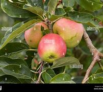 Image result for Akane Apple Tree