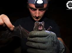 Image result for Common Pipistrelle Bat