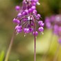Image result for White Shooting Star Plant