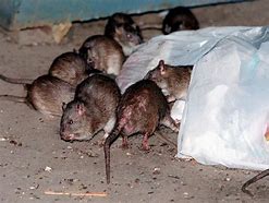 Image result for New York Rats in Barucxh
