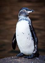 Image result for Penguin Appearance