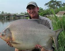 Image result for Pacu Fish Size