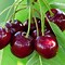 Image result for Black Cherry Tree Seeds