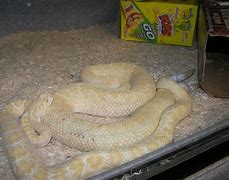 Image result for Rustlers Roost Rattlesnake