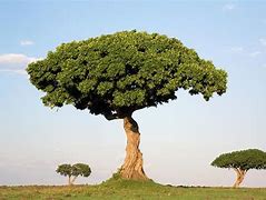 Image result for Kenya Trees