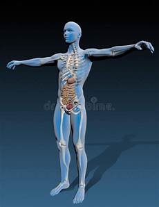 organi interni corpo umano corpo umano con gli organi interni illustrazione di stock organi interni corpo umano corpo umano con gli organi interni illustrazione di stock