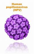 Image result for Human Papilon Virus