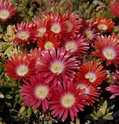 Image result for Delosperma dyeri Red Mountain