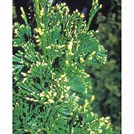 Image result for Thuja plicata Can-Can