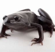 Image result for Indian Black Narrow Mouth Frog