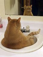 Image result for Cat Attitude Meme