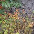 Image result for Epimedium x warleyense Orangekönigin